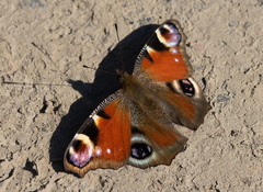 Aglais io