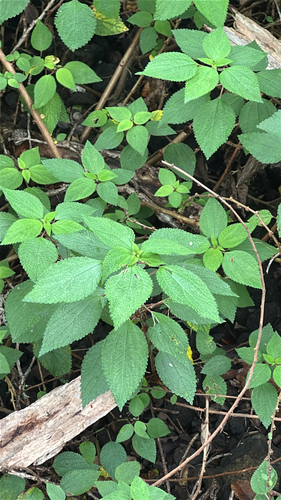 Phenax hirtus observed 2026-05-29