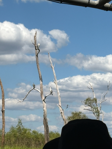 Pied Cormorant