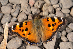 Nymphalis xanthomelas