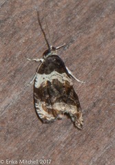 Olethreutes fasciatana