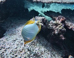 Chaetodon xanthocephalus