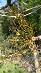 Fraxinus excelsior