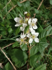 Rubus philadelphicus