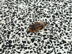 Dasyscolia ciliata