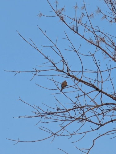 Mourning Dove photographed in South Dakota