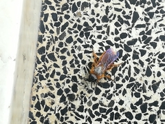 Dasyscolia ciliata