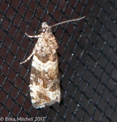 Olethreutes fasciatana