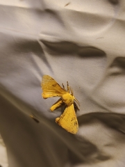 Bombycinae