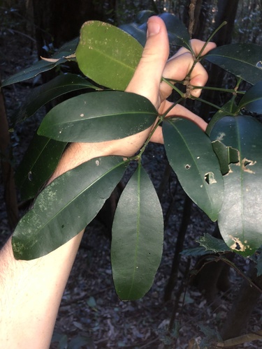 Anthocarapa nitidula observed 2026-05-30