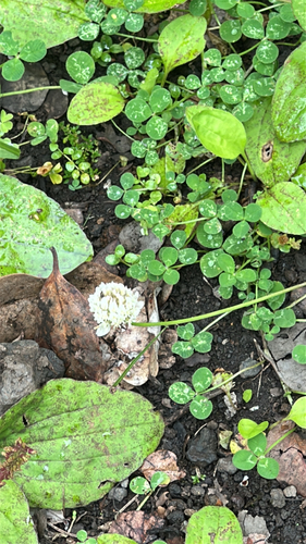 Trifolium repens, 2026-05-29