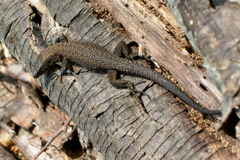 Algyroides nigropunctatus