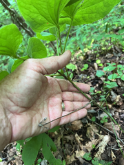 Smilax hugeri, photograph author not stated, no rights reserved