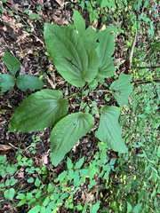 Smilax hugeri, photograph author not stated, no rights reserved