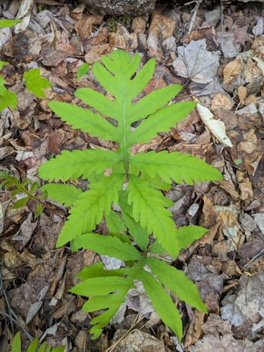 sensitive fern