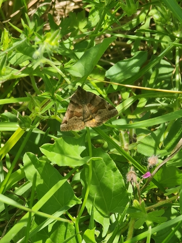 Burnet Companion