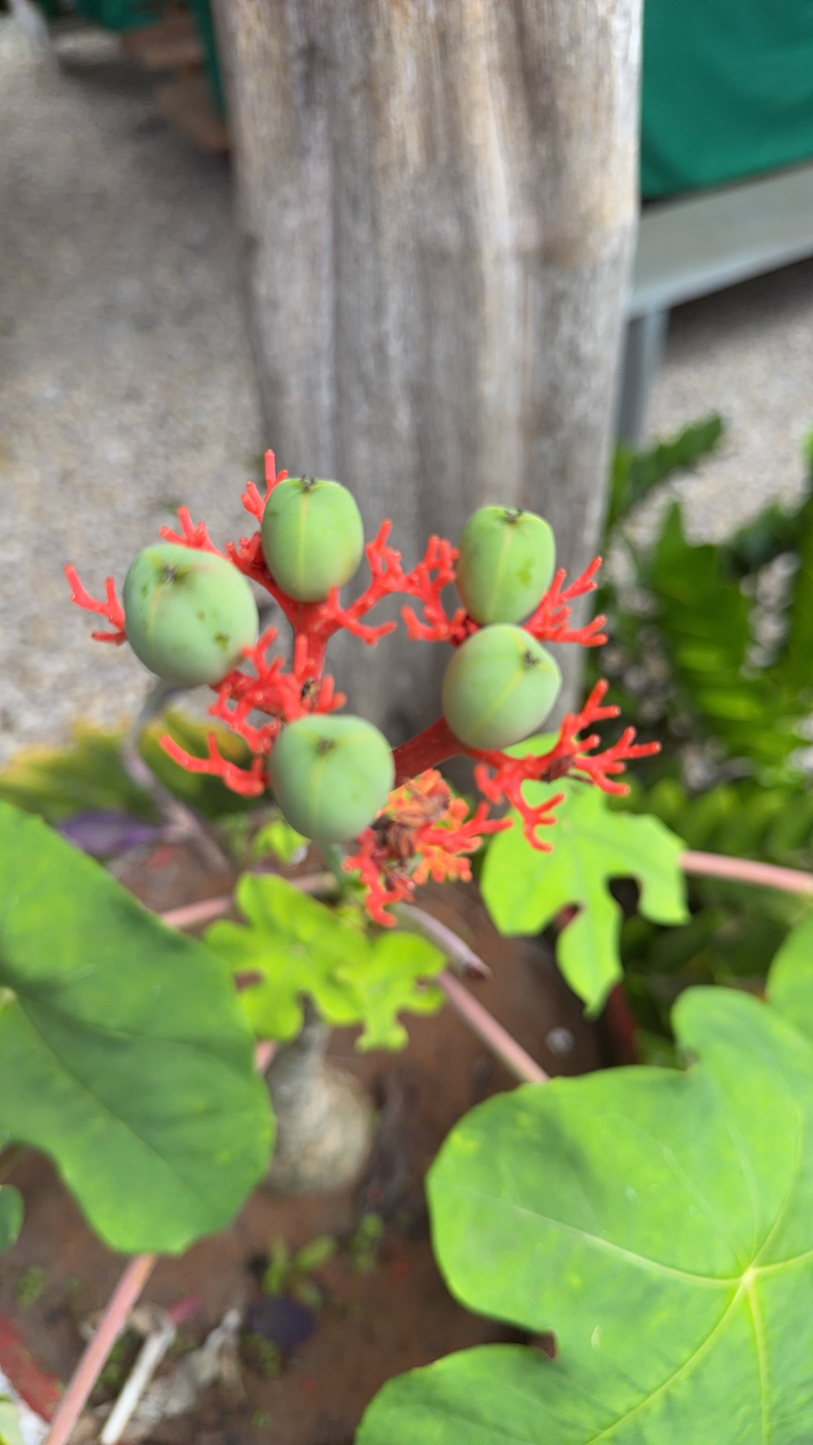 Jatropha podagrica