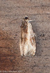 Olethreutes permundana