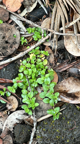 Veronica serpyllifolia observed 2026-05-29