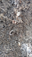 Aporrectodea caliginosa