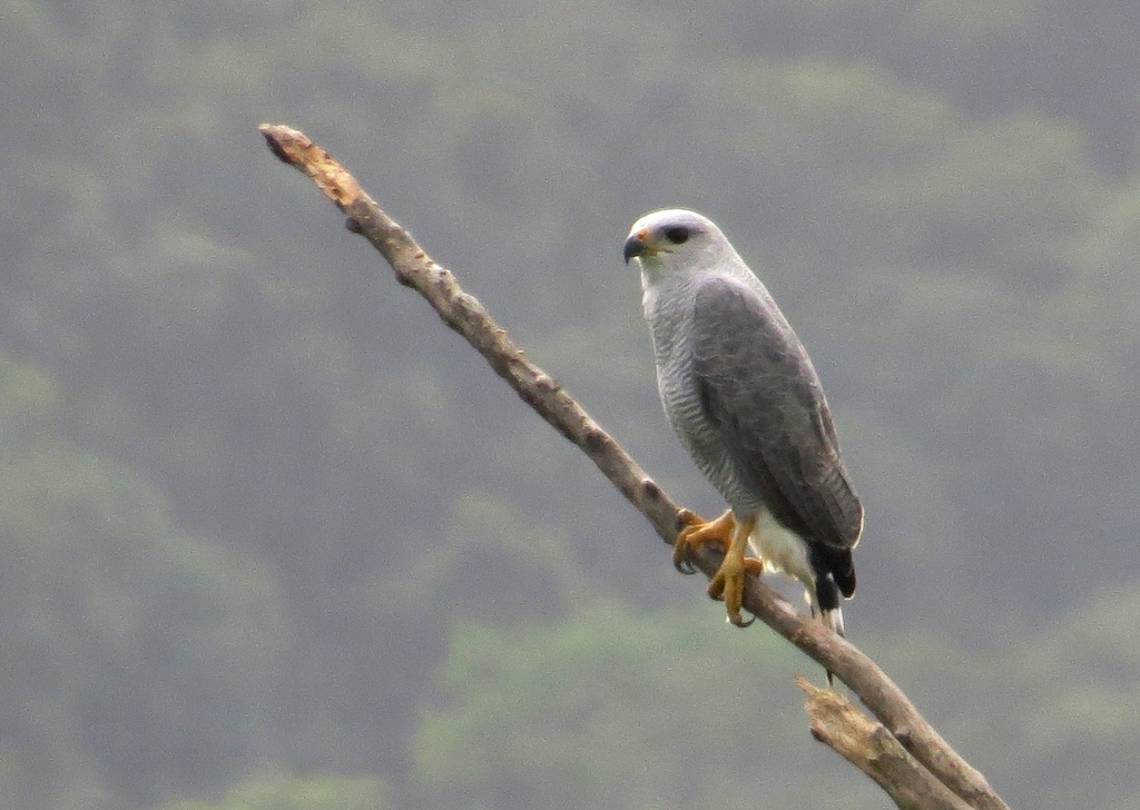 Grey-lined Hawk