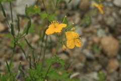 Chelidonium asiaticum