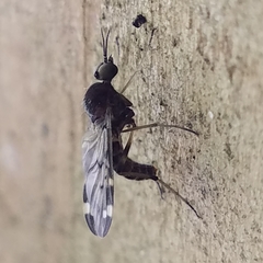 Sylvicola alternatus