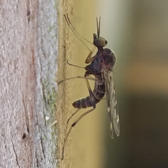 Sylvicola alternatus