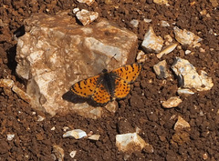 Melitaea trivia