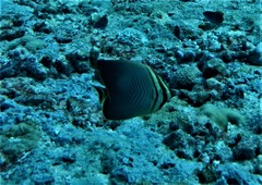 Chaetodon triangulum
