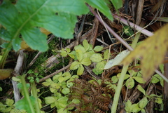 Galium kamtschaticum