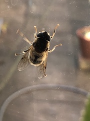 Eristalis pertinax