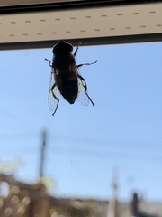 Eristalis pertinax