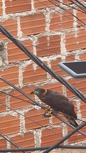 Hook-billed Kite (Hook-billed)