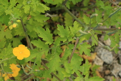Chelidonium asiaticum
