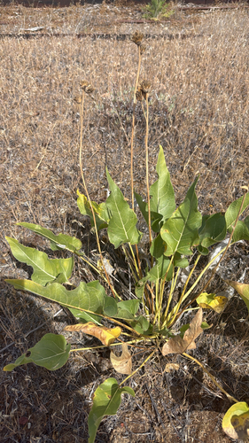 Balsamorhiza careyana, 2026-05-28