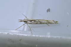 Orocrambus cyclopicus