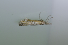 Orocrambus cyclopicus