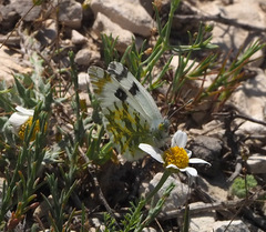 Euchloe ausonia