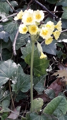 Primula