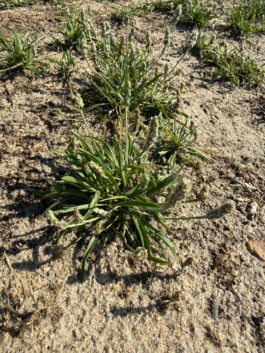 Plantago wrightiana, photograph 6