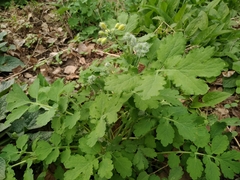 Chelidonium majus