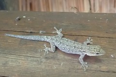 Lygodactylus chobiensis