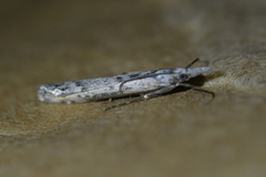 Orocrambus cyclopicus