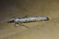 Orocrambus cyclopicus