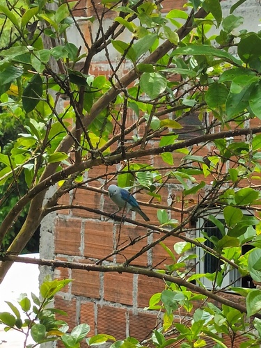 Blue-gray Tanager