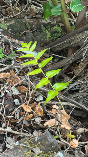 Cyrtomium falcatum observed 2026-05-29