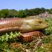 European Glass Lizard - Photo (c) Roberto Sindaco, some rights reserved (CC BY-NC-SA), uploaded by Roberto Sindaco