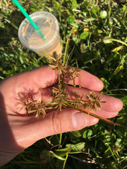 Cyperus polystachyos polystachyos