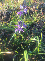 Camassia quamash
